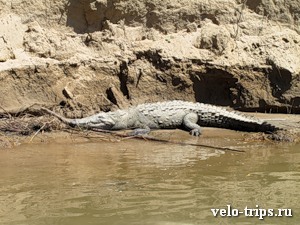 Mexico, crocodile in Sumidero canyon