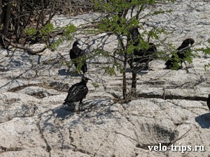 Mexico, vultures in Sumidero canyon
