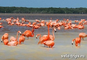 Mexico. Pink flamingos in Celestun