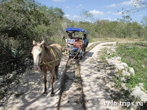 Mexico, Cuzama. Horse railroad tour around cenotes