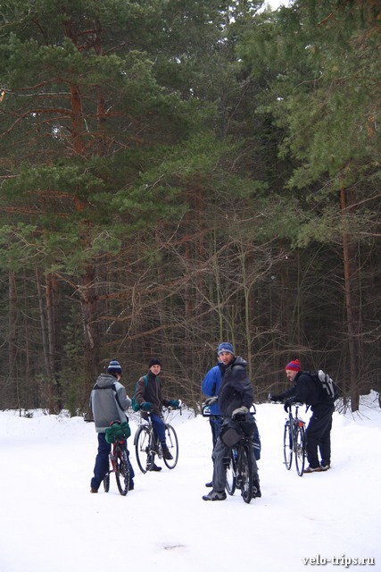 Bicycles in the winter forest