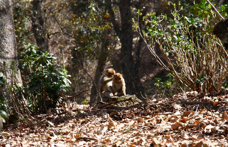 Morocco. Monkeys in the forest