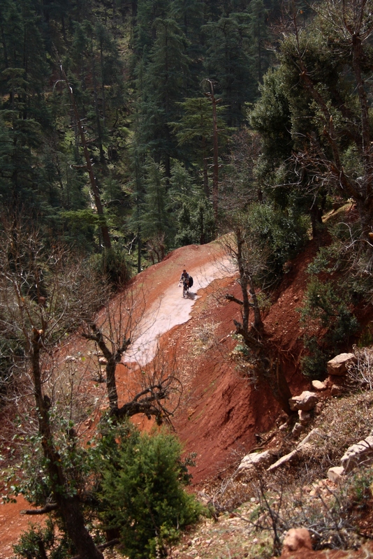 Morocco. Cyclist on the road in pine tree forest