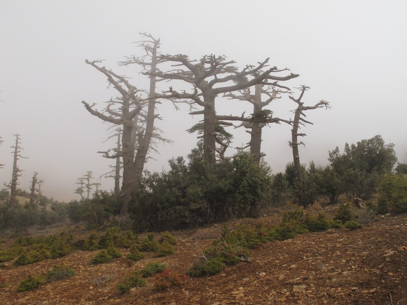 Morocco, Cirque du Jaffar. Big bare trees in the mist