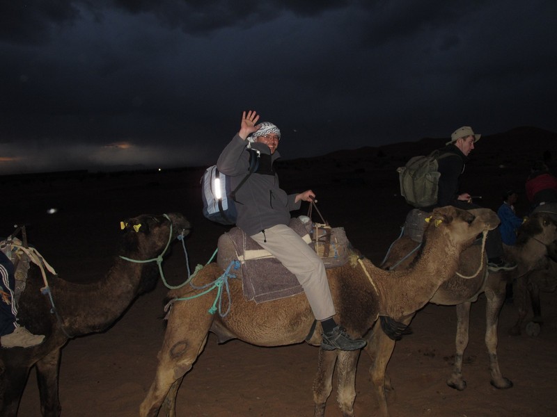 Morocco, Merzouga. Dromedary camel group.