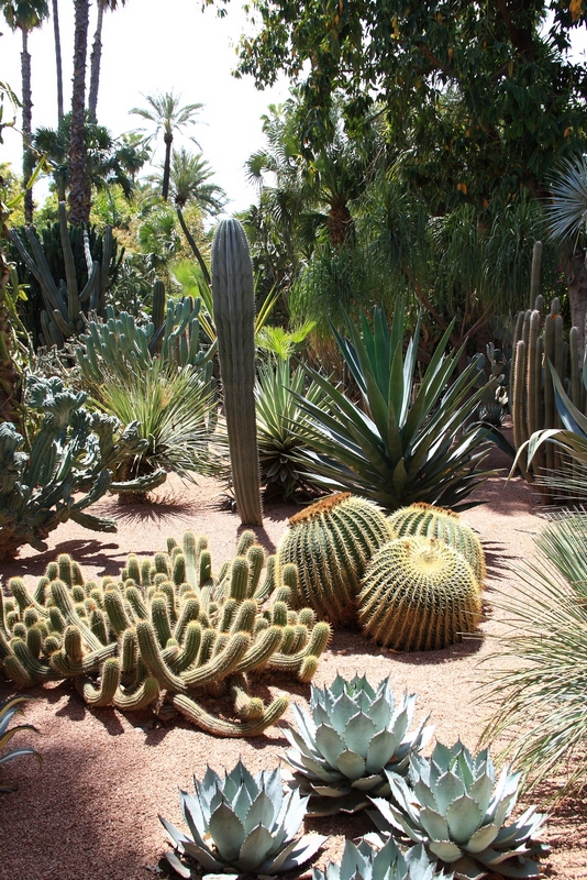 Morocco, Marrakesh. Majorelle's garden - cactuses
