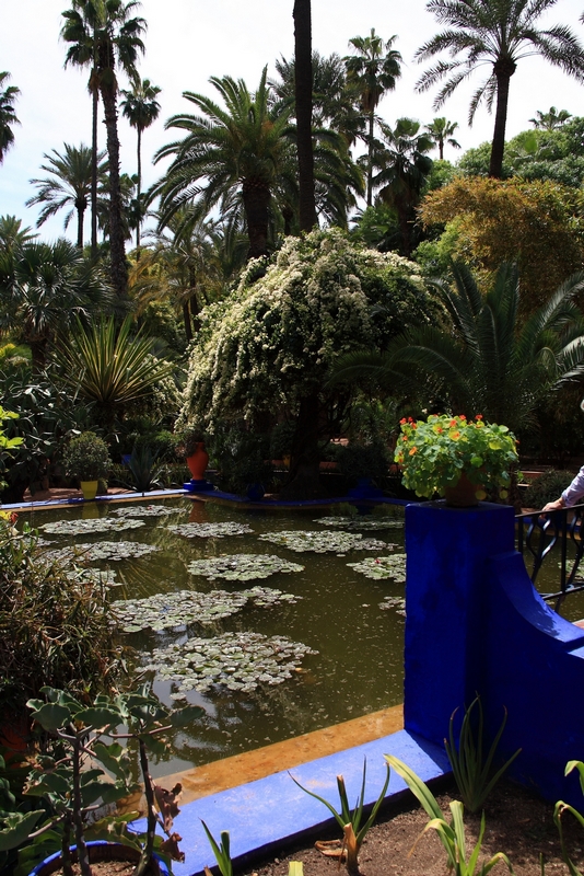 Morocco, Marrakesh. Majorelle's garden - pond