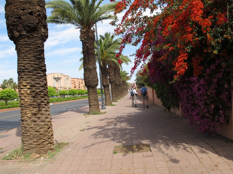 Morocco, Marrakesh. Street with palms and flowers