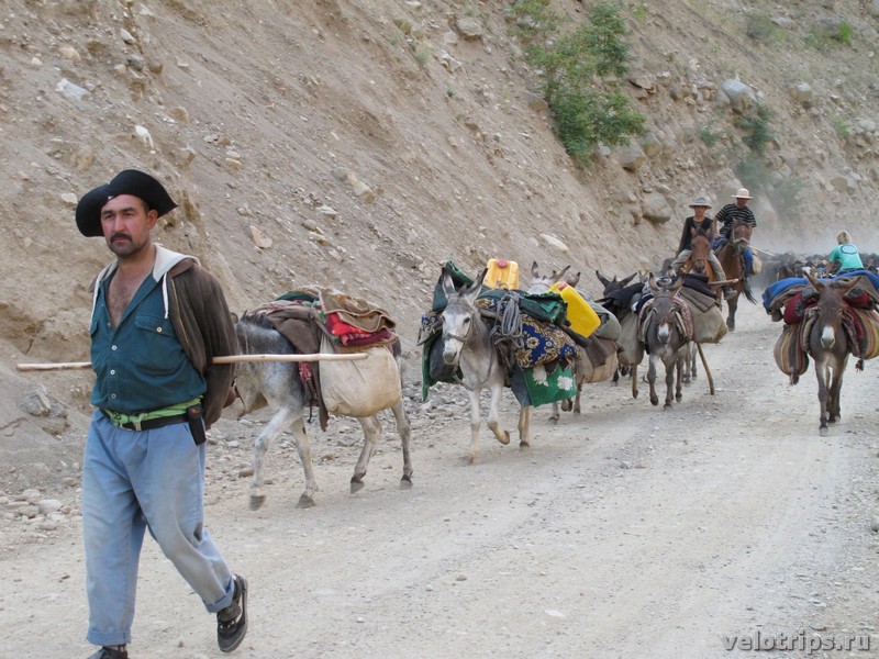 Tajikistan, Dushanbe. Shepherds with donkeys