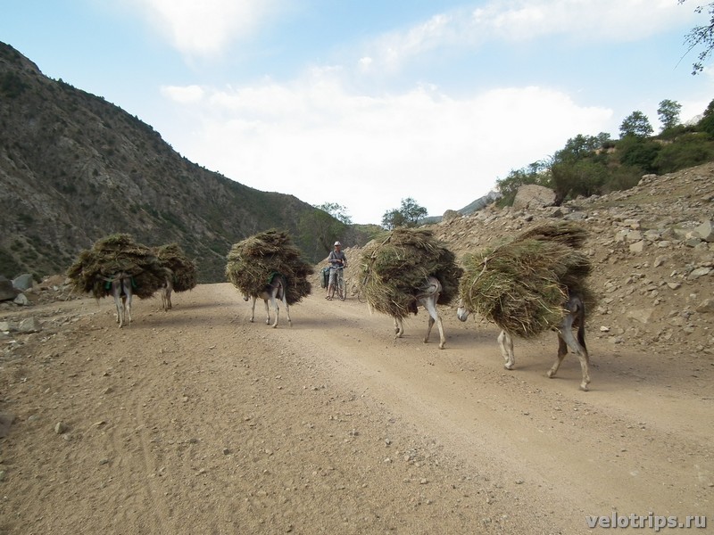 Tajikistan. Donkeys loaded with hay
