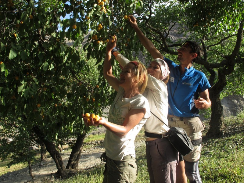 Tajikistan, Zeravshan river. Picking apricots from tree