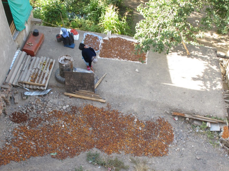 Ayni - Panjakent. Drying apricots on stones