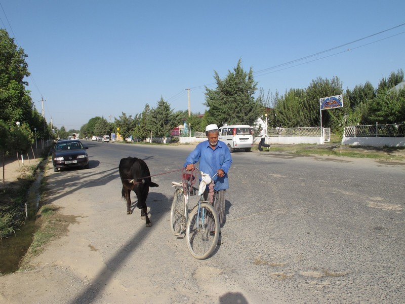 Panjakent. Countryman with bicycle and cow