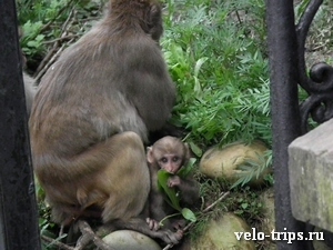India, Shimla. Monkey with child on the road