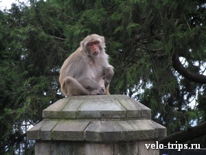 India, Shimla. Monkey on the road