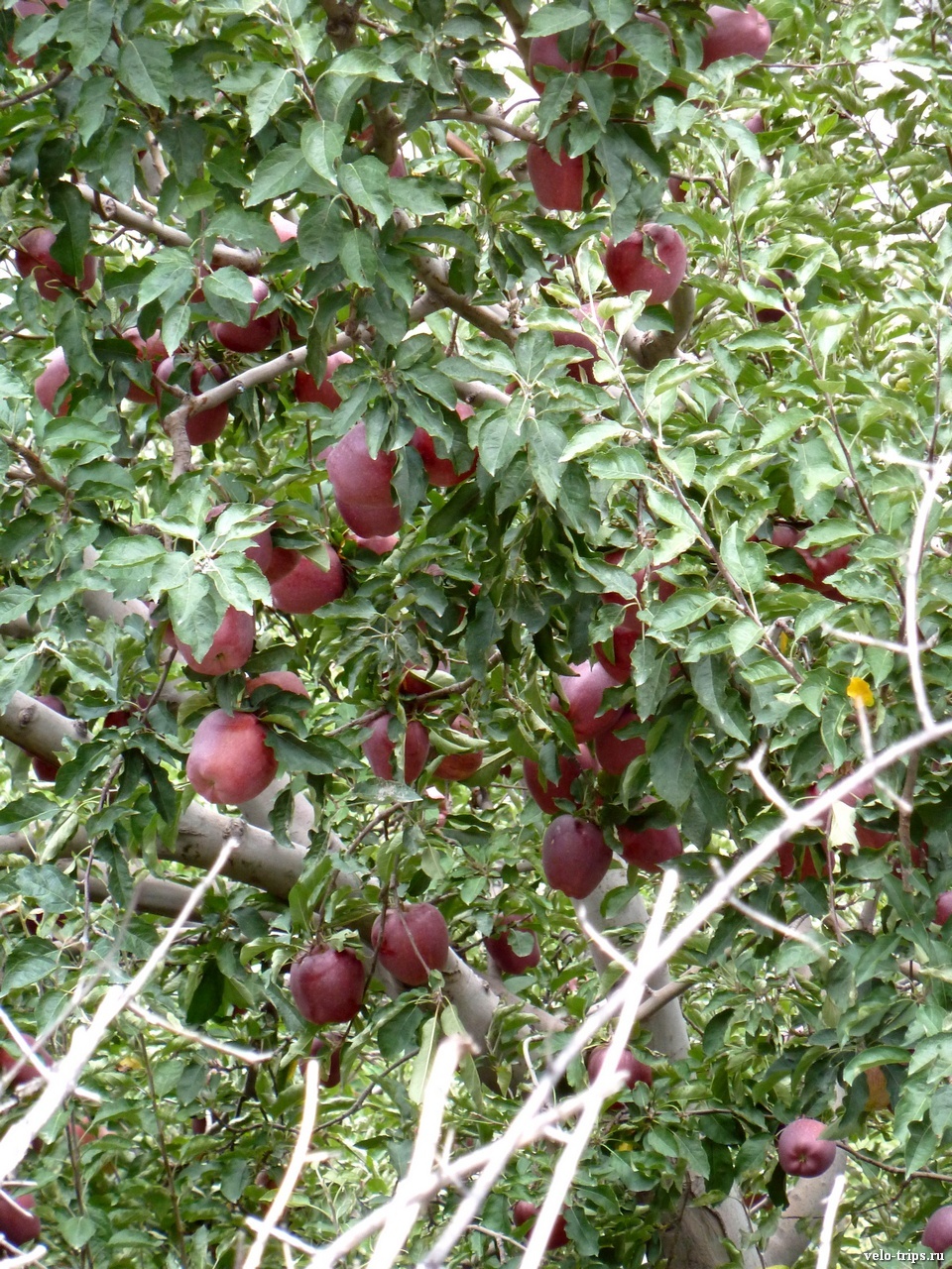 Apple gardens in Indian Himalaya
