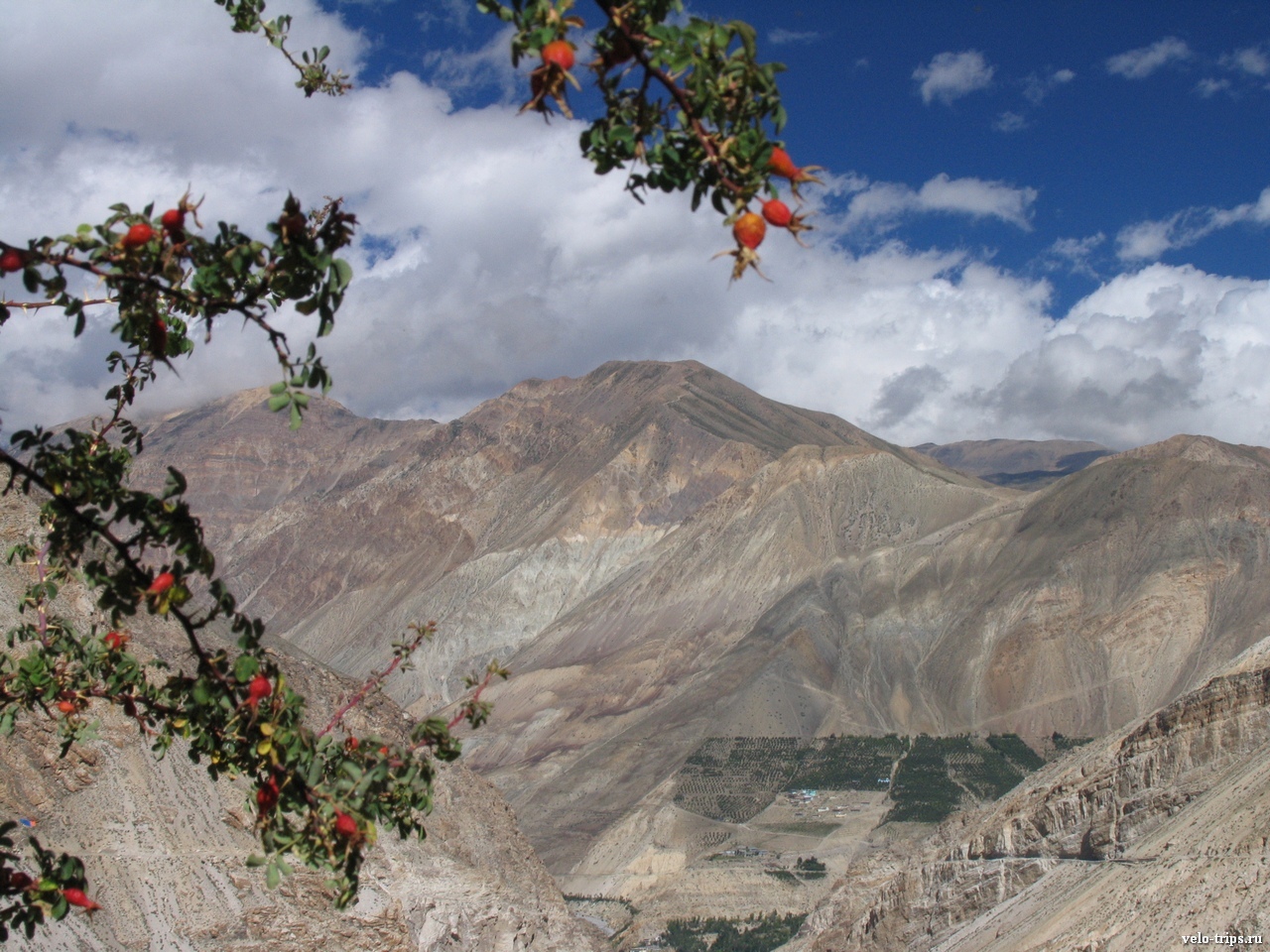 Dogrose view in Himalaya mountains
