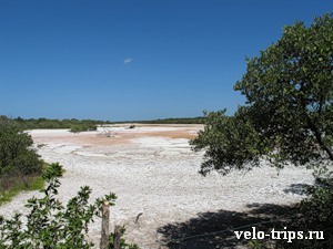 Mexico, Celestun. Scorched mangrove trees