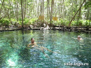 Mexico, Celestun. Swimming among mangrove trees in freshwater spring