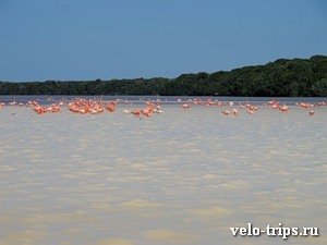 Mexico, Celestun. Pink flamingos