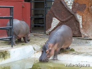 Mexico, Merida. Hippopotamus in the zoo.