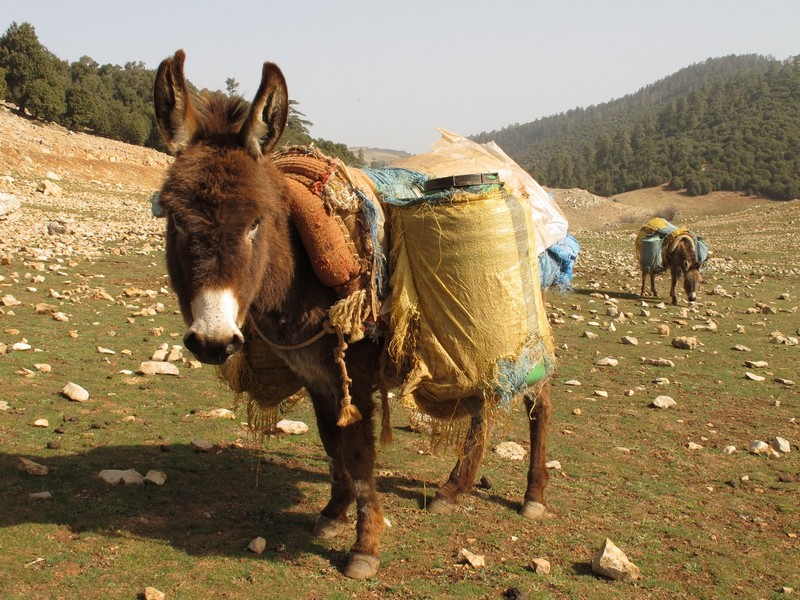 Morocco. Donkey near well.