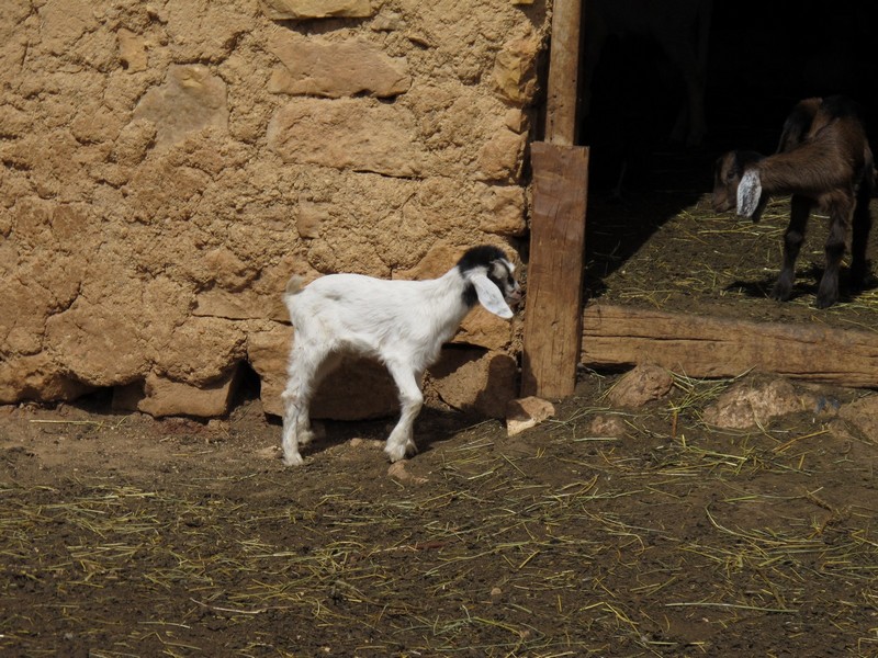 Morocco. Lambs in rural house in Middle Atlas
