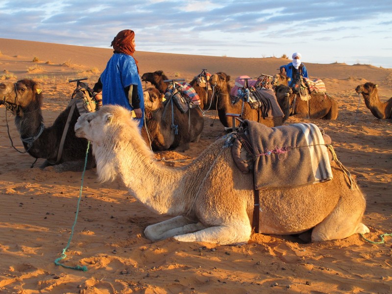 Morocco, Merzouga. Caravan in the morning