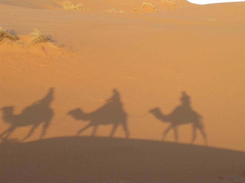 Morocco, Merzouga. Camel shadows on the sand