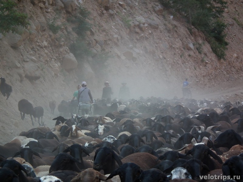 Tajikistan. Cycling through sheep herd.