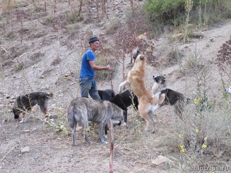 Tajikistan, Rufigar. Dog feeding