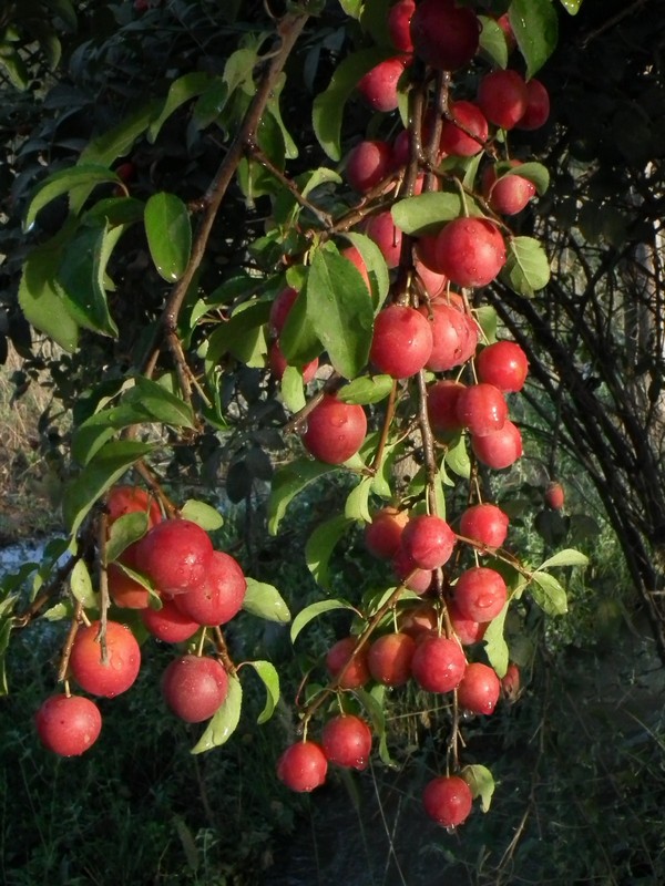 Tajikistan, Ayni. Cherry-plum tree branch